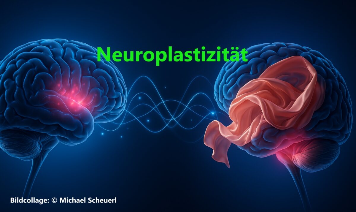 2-8. Was ist Neuroplastizität? – Lob der Bewegung.de